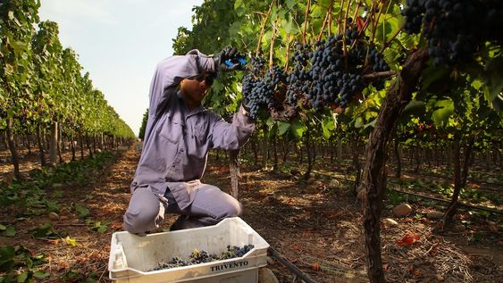 Alta Ya es una herramienta de AFIP que facilita la registración de trabajadores, en especial cuando se trata de ingresos provisorios, por actividades de temporada