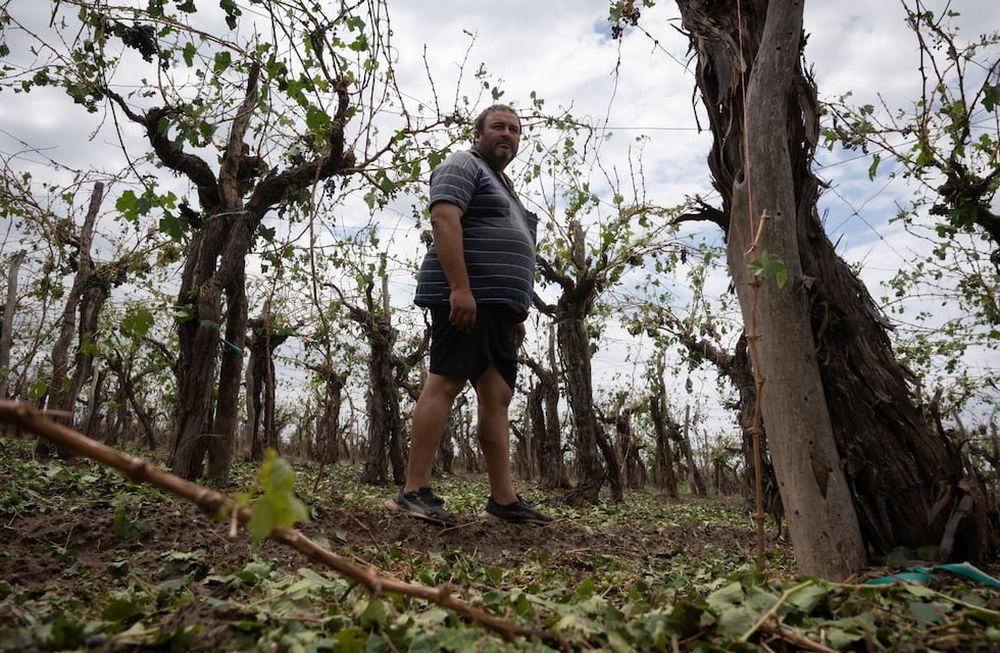 En 20 minutos, productores del Este perdieron cerca del 70% de su cosecha por el granizo.El distrito de Medrano se llevó la peor parte. La mayoría de las pérdidas son en viñedos, también afectó frutales y chacras con plantaciones de pimientos, tomates y zapallos. El contratista Héctor Álvarez recorre sin consuelo el viñedo afectado por granizo.Foto: Ignacio Blanco / Los Andes