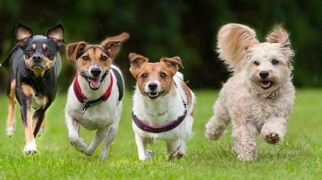 ¿Los perros envejecen por igual? Un estudio revela qué factores determinan su edad