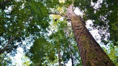 Los Andes | Aunque los signos de senescencia en los árboles tan longevos pueden ser casi imperceptibles para las personas, esto no significa que sean inmortales.