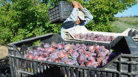 La Mesa de Concertación tiene como objetivo mejorar la competitividad, la sustentabilidad ambiental y, además, fomentar el crecimiento y desarrollo económico del sector. EN LA FOTO: COSECHA EN JUNIN -PATRICIO CANEO LOS ANDES