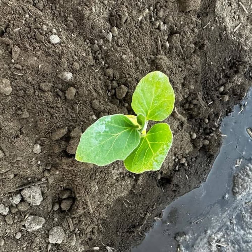 Desde el surco. El Mercadito impulsa una producción consciente y sustentable, sin agrotóxicos.