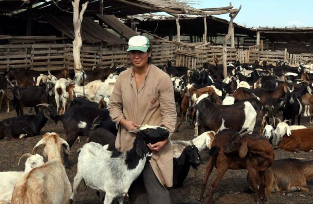 Video: Mendoza es la segunda productora de cabras del país pero la sequía pone en jaque la actividad