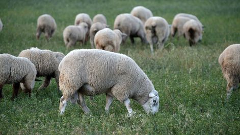 La superpoblación de una especie amenaza contra la producción ovina en la Patagonia, Archivo