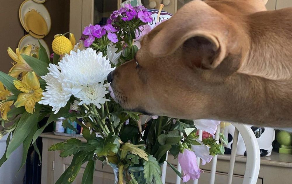 Algunas plantas pueden afectar seriamente a los perros si no se toman precauciones.