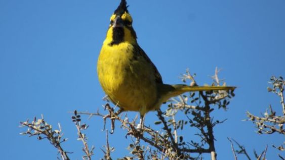 Rescataron, rehabilitaron y liberaron en su hábitat a 20 cardenales amarillos: preocupa el tráfico ilegal. Foto: Gentileza Guardaparque Martín García, Departamento de Fauna Silvestre