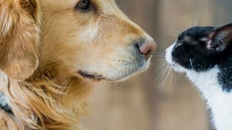 Los perros y gatos que dieron positivo por coronavirus con la variante británica presentaron manifestaciones “atípicas” tales como anomalías cardíacas graves y un profundo deterioro del estado de salud.