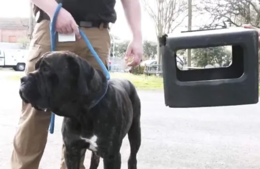 Bear fue adoptado por un rescatista de perros escocés llamado  Martin Miller. Él mismo fue voluntario para ayudar a servicios de animales a remover el casco del canino. Foto: WKRG