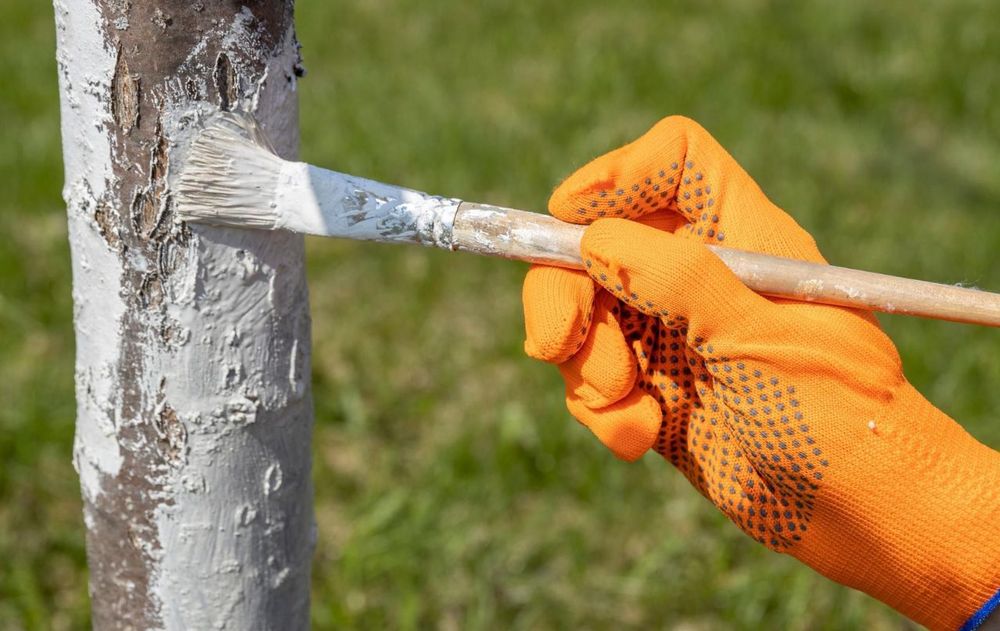 Pintar los árboles de blanco es una práctica ideal ante la llegada de la primavera porque ayuda a algunas especies a desarrollarse mejor.