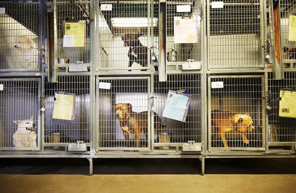 Asociaciones quieren prohibir la venta online de mascotas y preparan una marcha en Buenos Aires. / Imagen ilustrativa
