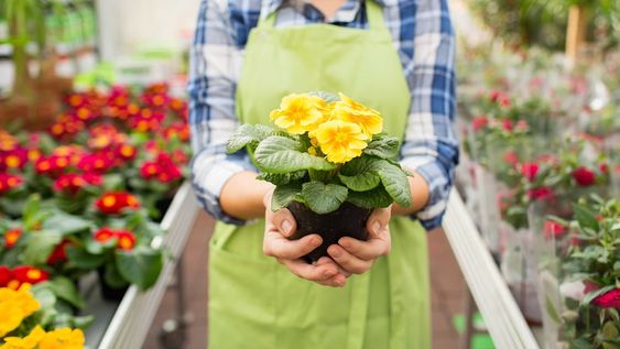 Los pensamientos, las violas, las coquetas, las prímulas y las clavelinas están entre las plantas florales que resisten muy bien las bajas temperaturas.