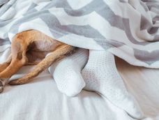 Dónde deben dormir los perros durante el frío.