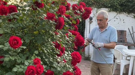 Cómo y cuándo podar el rosal en Argentina para que rebose de rosas perfumadas