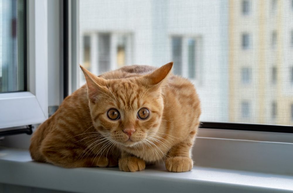 Los tratamientos antipulgas en pipetas o collares en gatos deben aplicarse bajo recomendación veterinaria
