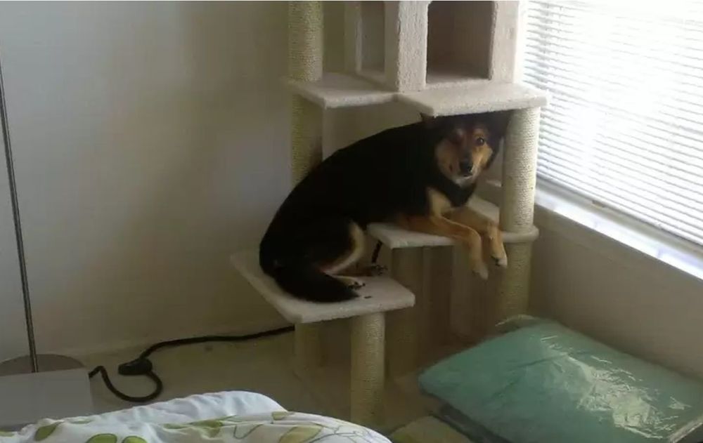 No todos los perros criados con gatos mostrarán las mismas conductas.