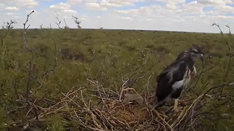Como en Gran Hermano, transmiten vía streaming la vida de una familia de águilas en peligro: cómo verlo