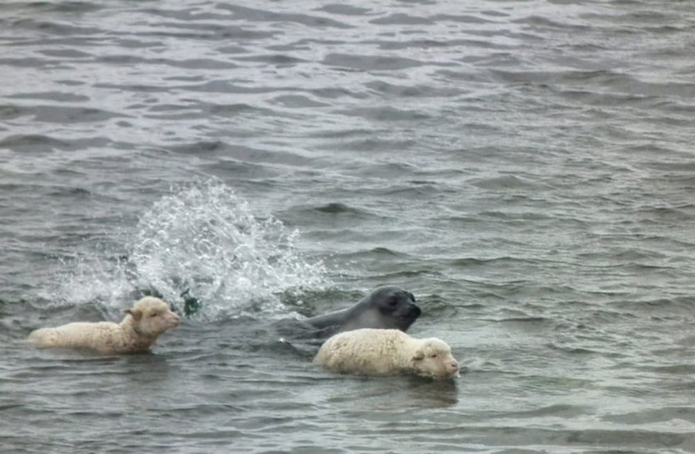 Fueron vistos nadando un lobo marino y dos ovejas. Foto: Seba Pérez Astutti / Twitter