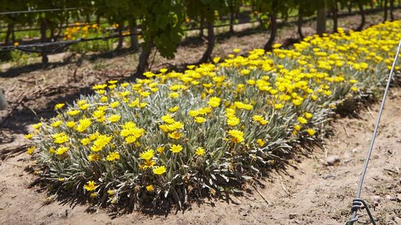 Una bodega lanzó un portal web en el que comparte las investigaciones sobre agroecología que ha desarrollado en conjunto con instituciones públicas. Foto: Gentileza