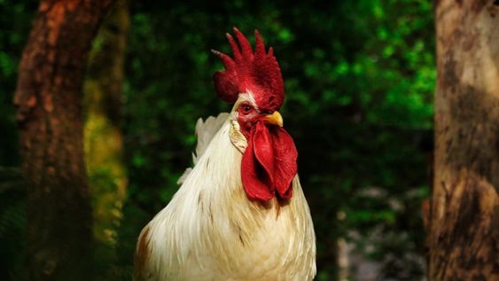 Nueva Zelanda enfrenta una plaga de pollos salvajes