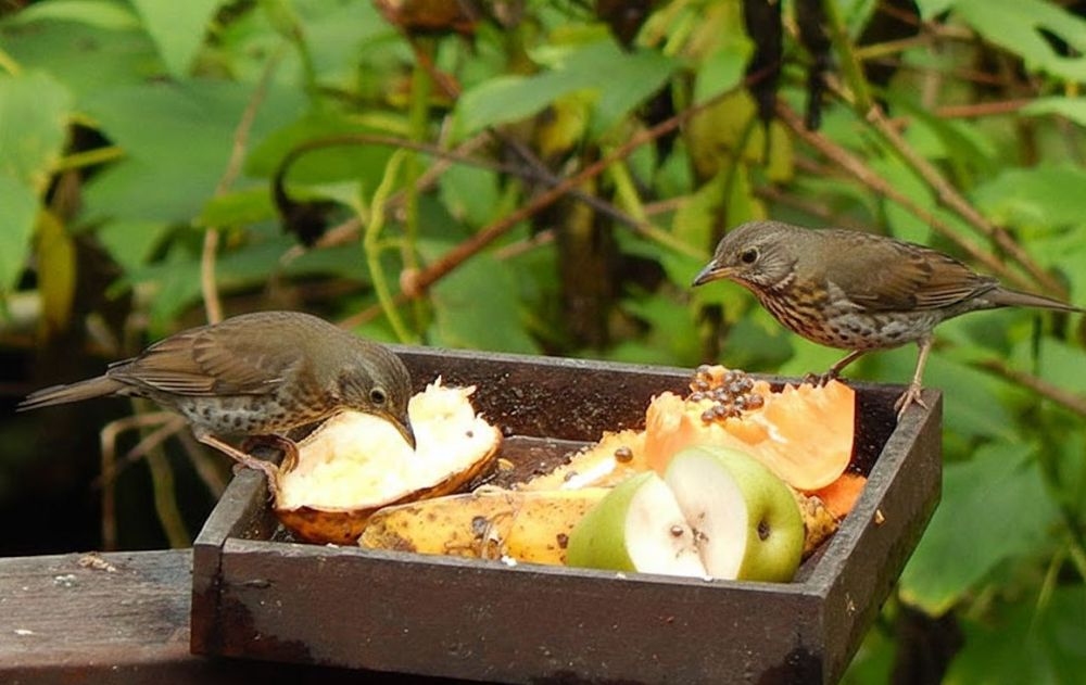 Esta fruta convierte el jardín en un refugio de zorzales y calandrias en verano.