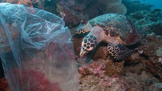 Desde los problema agrícolas hasta la contaminación del mar, el documental aborda las diferentes problemáticas planteando un futuro sin remedio.