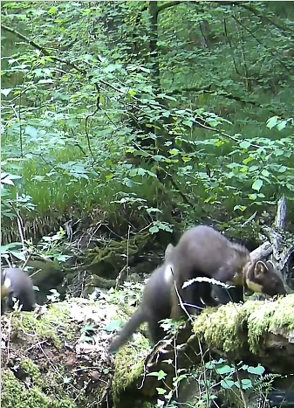 Una c&aacute;mara trampa captur&oacute; cr&iacute;as de marta silvestre tras 100 a&ntilde;os en el suroeste de Inglaterra, un descubrimiento clave en fotograf&iacute;a y conservaci&oacute;n de animales.