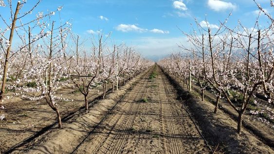 Cómo lograr precocidad y productividad en la fruticultura mendocina