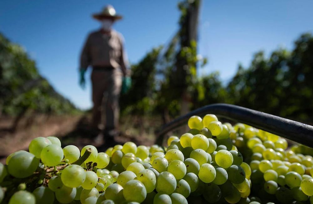 El Sistema de Localización Varietal (SLV) permitirá vincular a productores y establecimientos que necesiten uvas. Foto: Ignacio Blanco / Los Andes
