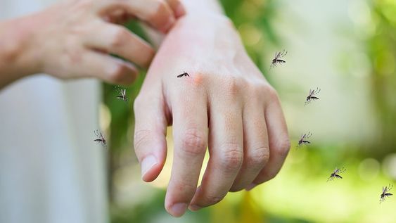 Conozca qué hacer ante una picadura de insectos.
