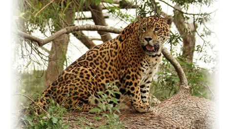 Los últimos tigres de Mendoza - Por José María Quesada