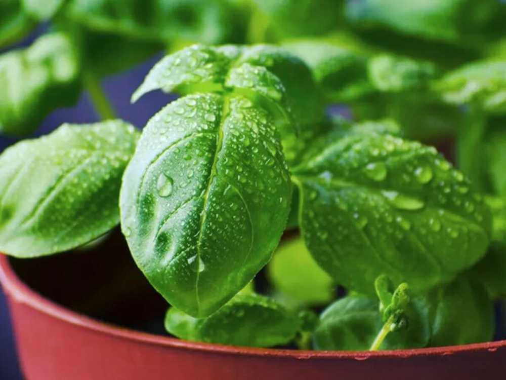 Para qué sirve colgar plantas de albahaca en la ventana