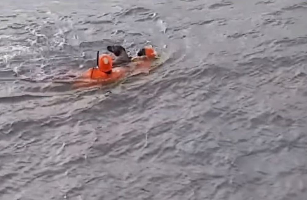 Tres oficiales de Prefectura Naval Argentina rescataron a un perro que nadaba mar adentro.