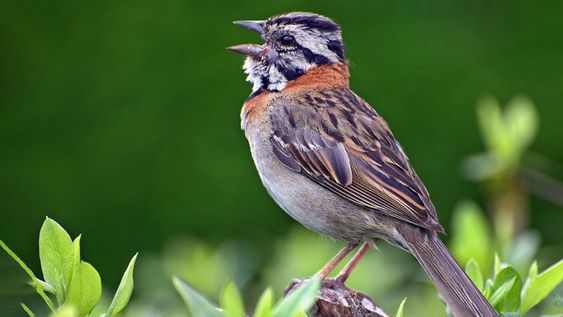 Esta especie de pájaro no solo se adapta al pueblo, sino también a la ciudad.
