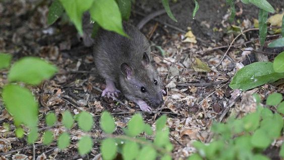 Las ratas no toleran el aroma de este líquido y las aleja inmediatamente del jardín.