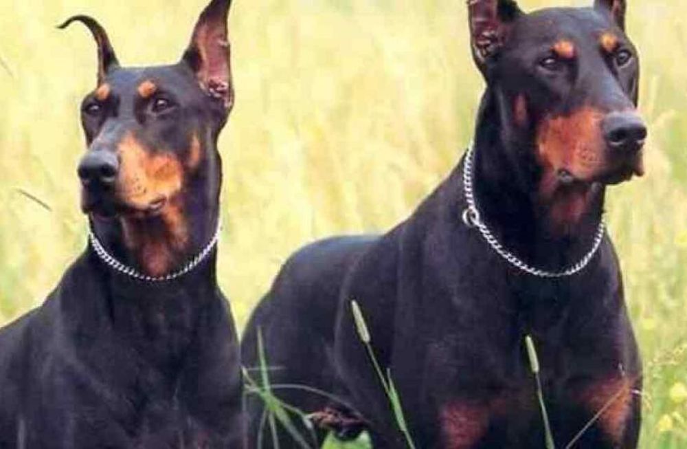 Recorría su granja en Maipú y sus 7 perros dóberman lo atacaron y lo mataron