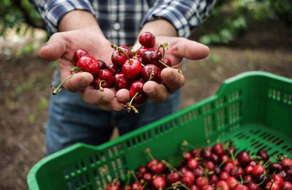 El Senasa abrió la inscripción para los productores de cereza que quieran exportar a China