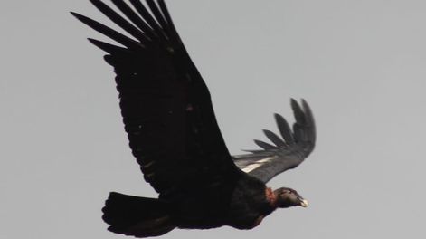 Los Andes | Majestuoso: fotos y videos de más de 100 cóndores juntos en Tupungato volando a baja altura. Foto: Gentileza Eduardo Furlán (SOS Acción Salvaje)