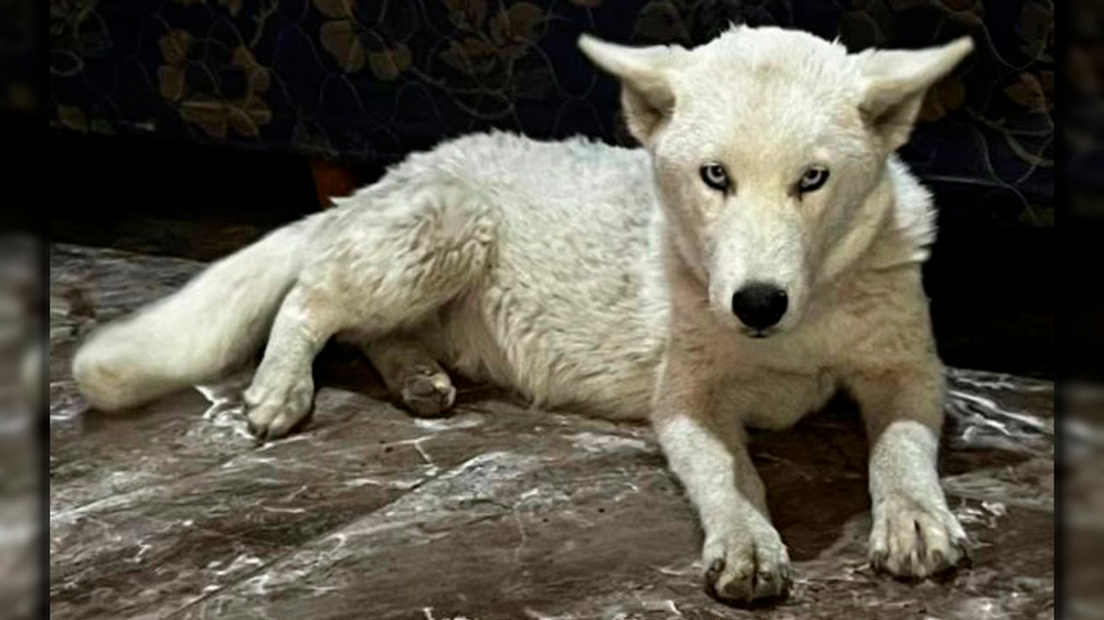 Allanaron a una presunta dealer en Florencio Varela y hallaron un lobo blanco en su casa.
