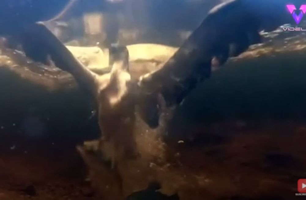 El fotógrafo captó el preciso momento en que un águila pescadora descendió en picado a más de 60 km/h para capturar una desprevenida trucha bajo el agua.