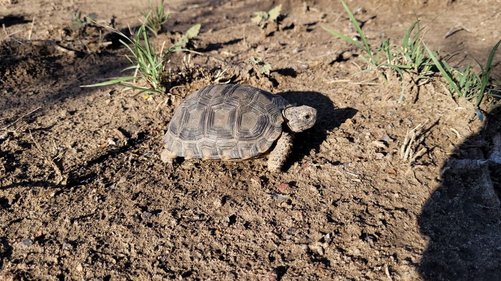 Reinsertaron a su hábitat a tortugas y a cardenales amarillos rescatados en General Alvear.&nbsp;