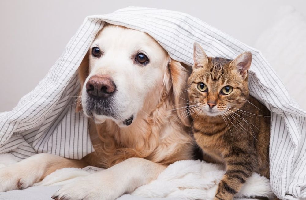 La cepa británica de Covid-19 podría afectar a perros y gatos