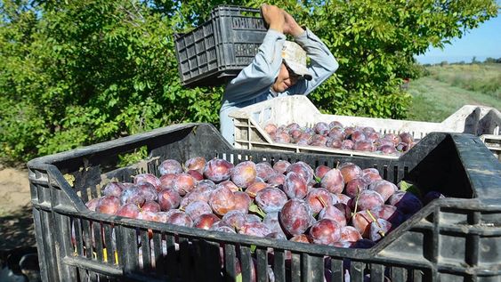 El sector ciruelero local mira con preocupación la eliminación de un arancel preferencial para países en vías de desarrollo. / Foto: Patricio Caneo / Los Andes