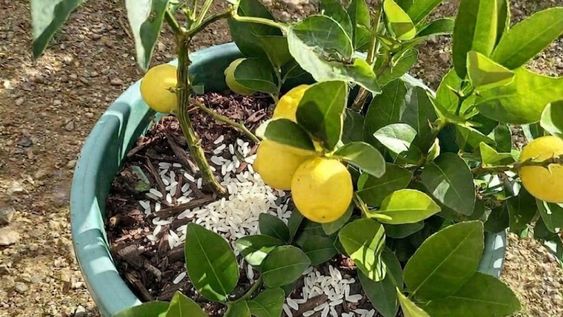 Este truco no reemplaza los fertilizantes, pero aporta ventajas alrededor del árbol.