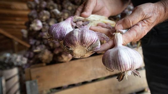 Se destaca el crecimiento en cantidad y precio de producciones hortícolas como ajo, cebolla y tomate para industria. Foto: Ignacio Blanco / Los Andes