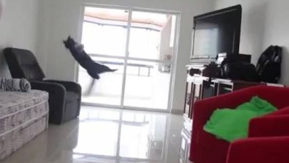 Lo que faltaba: un gato arquero de fútbol listo para atajar en primera