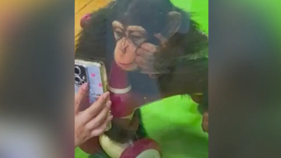 Un zoológico de China prohibió la acción y generó polémica.