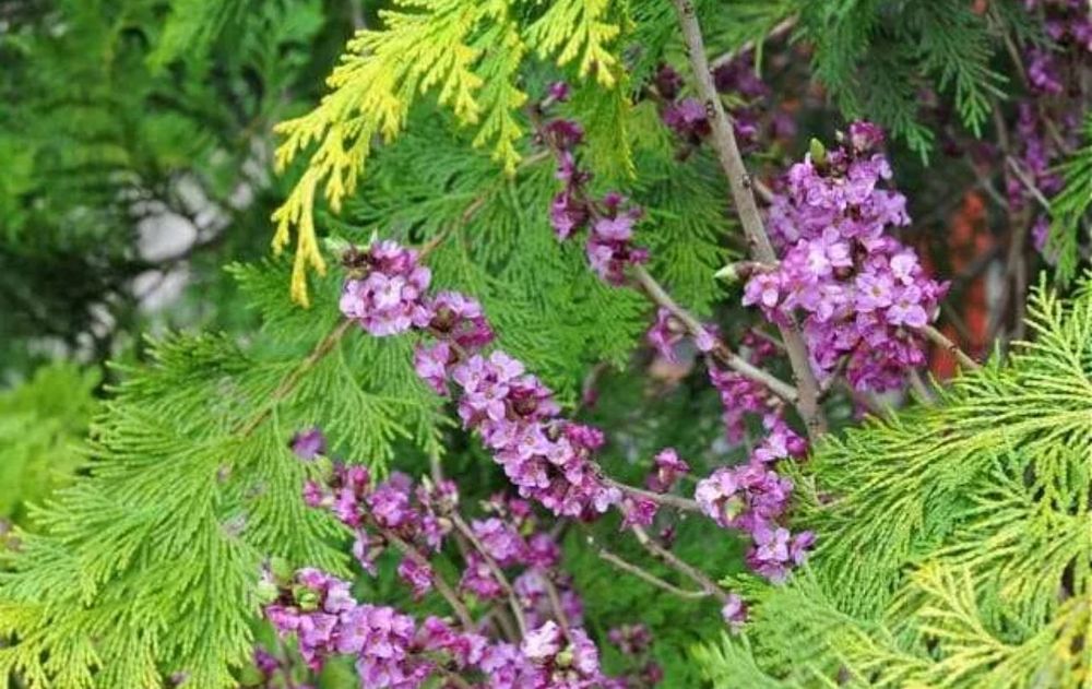 El jardín puede ser un espacio seguro si se reemplazan estas especies.
