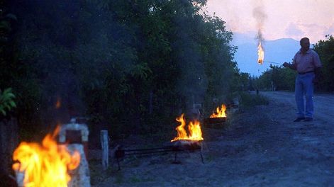 Las consecuencias de las heladas tardías en los cultivos pueden llegar a generar improductividad en la planta.