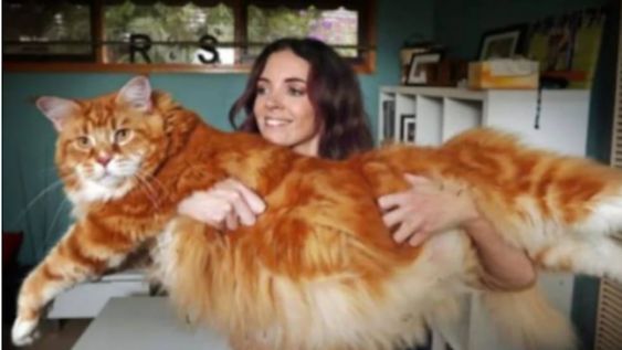 El gato más largo del mundo pesa 14 kilos y mide 1,20 metros