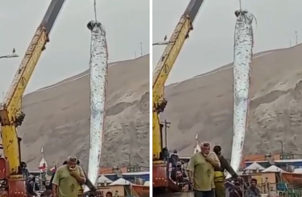 Luego de la aparición del misterioso pez, que según la cultura japonesa predice los desastres, fue la misma zona donde tembló en las últimas horas.